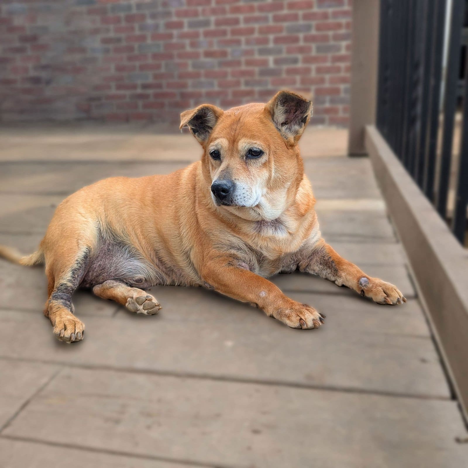 corgi mix dog relaxing on a wooden deck