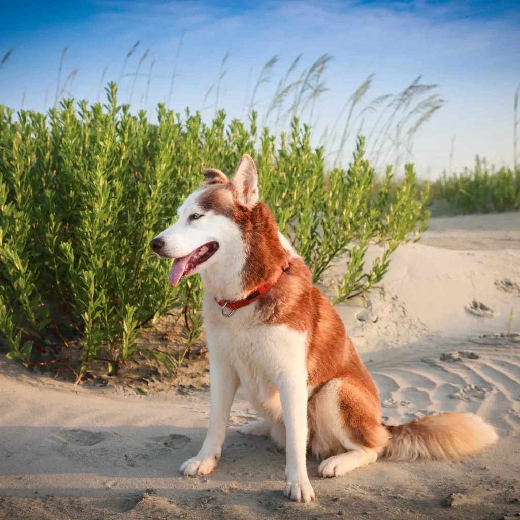 Red and white husky at the beach