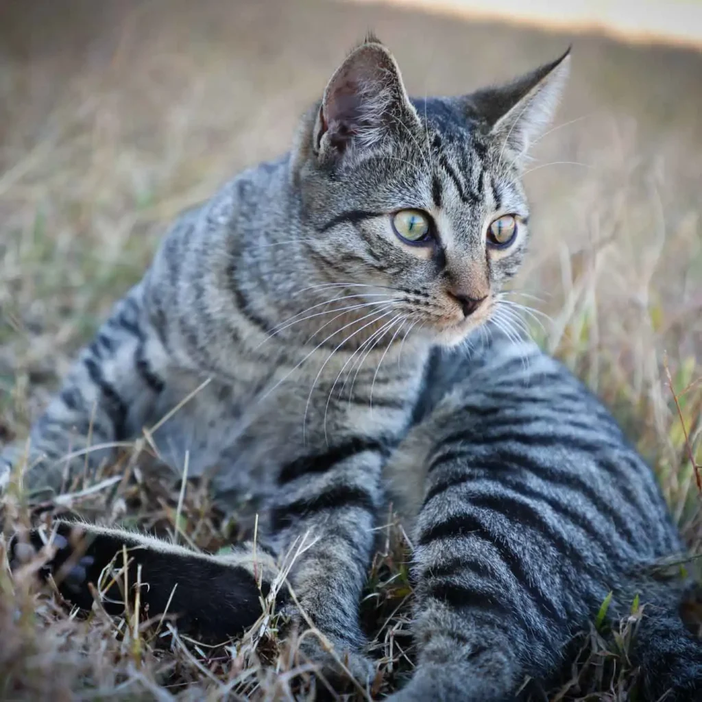Brown tabby cat with yellow eyes posing in dry grass