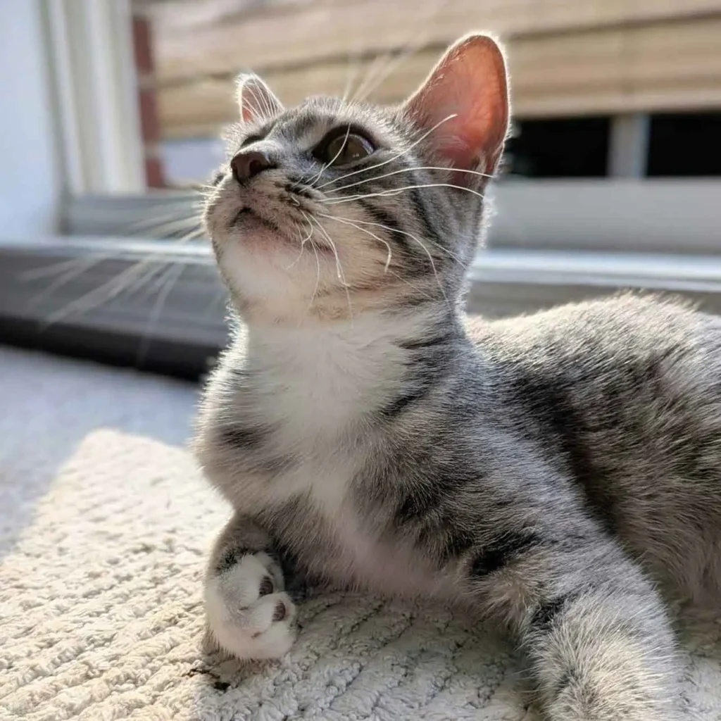 grey kitten with white feet lying on her bed