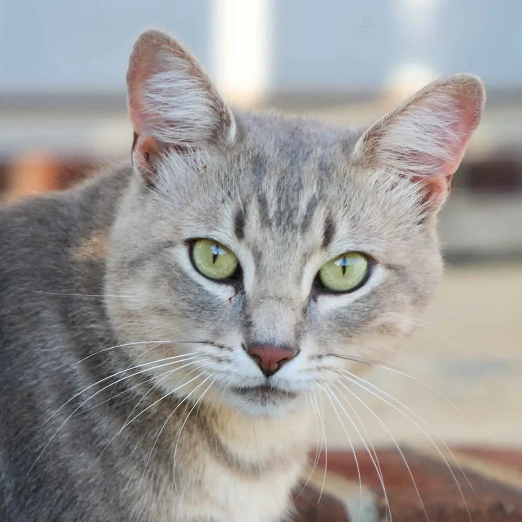 Grey cat portrait