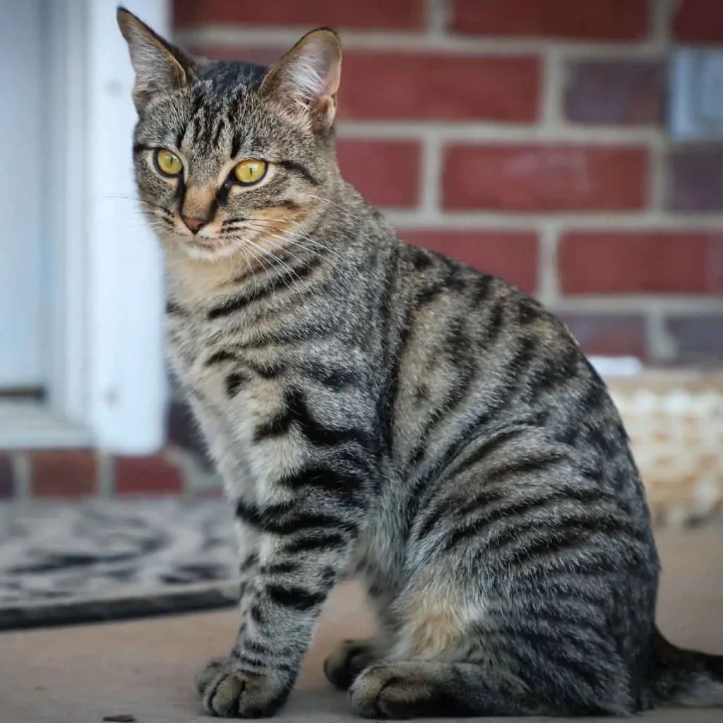 Brown tabby cat with yellow eyes sitting on porch