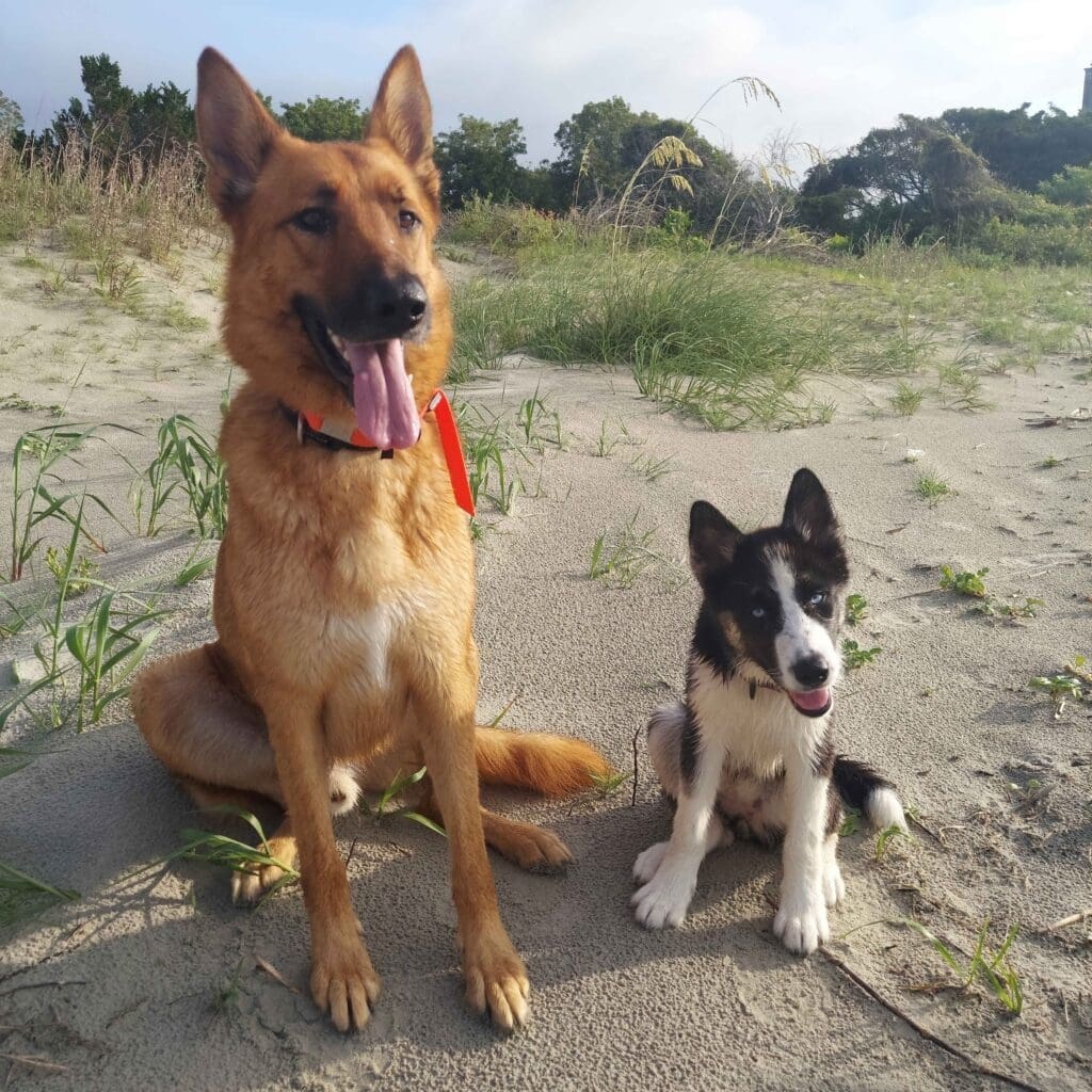 Dutch shepard and husky puppy sitting in the sand at the beach
