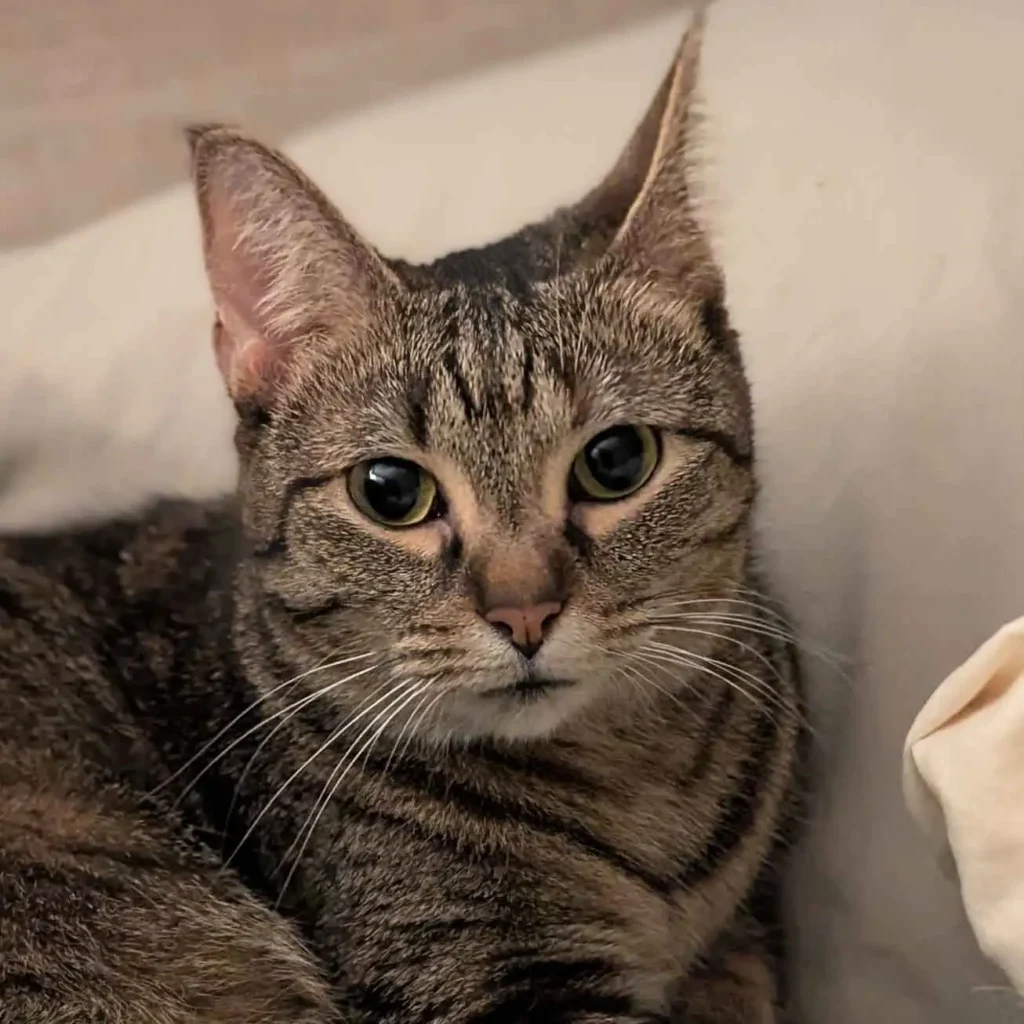 Brown tabby cat with yellow eyes portrait