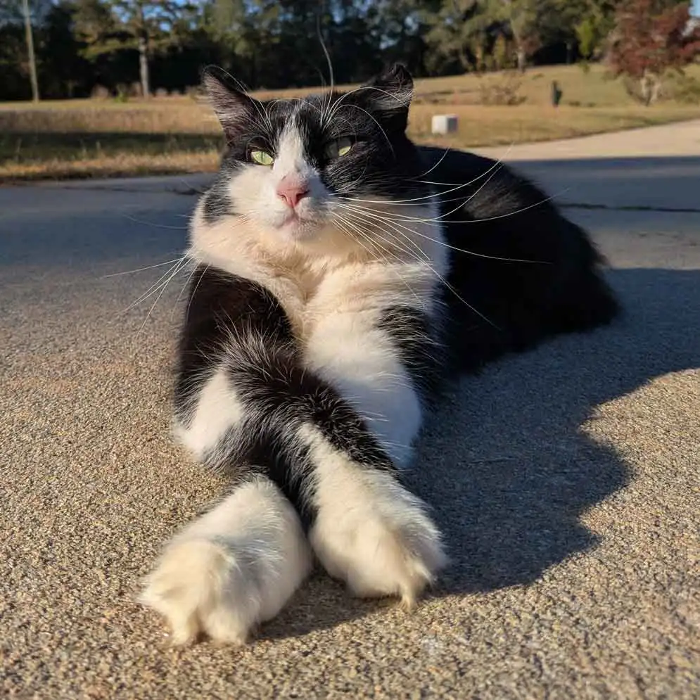 black and white cat lying on the concrete floor